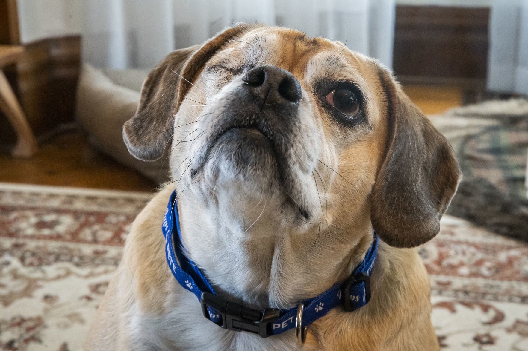 Pete Buttigieg's dog Buddy